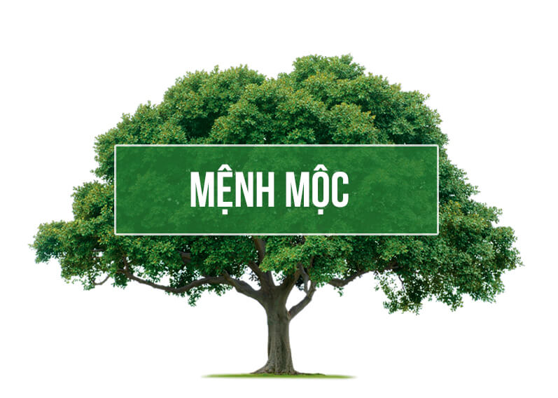 Bố trí phòng khách cho người mệnh mộc Bố trí phòng khách cho người mệnh mộc