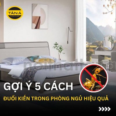 Gợi ý 5 cách đuổi kiến trong phòng ngủ hiệu quả